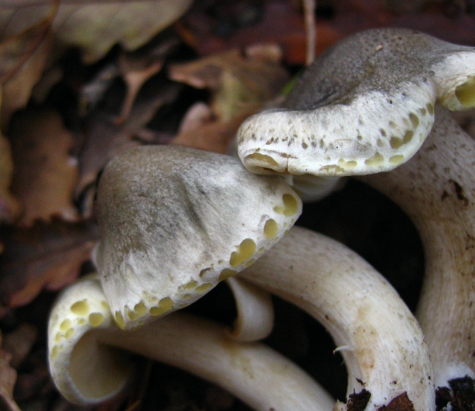 Proposta di studio di Tricholoma saponaceum